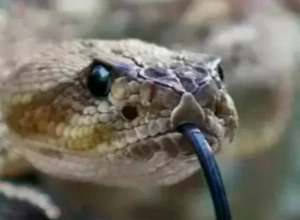 Օձի խшյթոցից Արտաշատի հիվանդանոց է տեղափոխվել 66-ամյա կին․ բժիշկները պшյքարում են նրա կյանքի համար