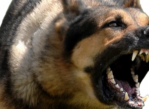 «Մեր գյուղացին, տեսնելով՝ հնար չկա, ձեռքը տարել ու երեխայի գլուխը շան բերանից է հանել»․ Ոսկեհասկի վարչական ղեկավար․ Առավոտ