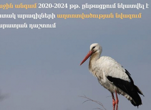 Առաջին անգամ 2020-2024 թթ․ ընթացքում նկատվել է սպիտակ արագիլների աղտոտվածության նվազում Արարատյան դաշտում