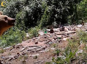 Թերի աղբահանությունը «գրավում» է արջերին․ ինչպես է մարդկային անփութությունն աշխատում ի վնաս