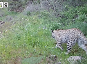 «Զանգեզուր» կենսոլորտային համալիրի» ԲՀՊՏ-ում արձանագրվել է երկար սպասված էգ ընձառյուծը