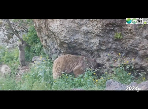 «Խոսրովի անտառ» պետական արգելոցի ֆոտոխցիկները ֆիքսել են գորշ արջերի