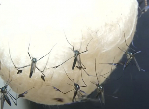 Հայաստանում արձանագրվել է մոծակից մարդուն փոխանցվող Արևմտյան Նիլ վիրուսը, մեկ մարդ մահացել է