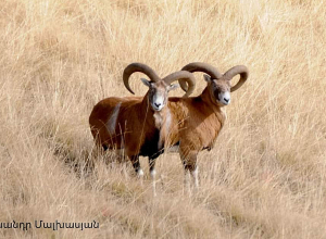 Արձանագրվել են Հայկական մուֆլոններ