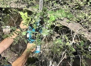 Ծառն ընկել է կայանած ավտոմեքենաների վրա