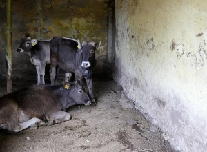 Ականի վրա կովեր են պայթել