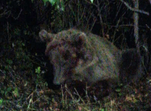 Գորշ արջը վրաերթի է ենթարկվել․ FPWC-ն հաջողությամբ իրականացրել է վիրավոր արջի փրկարարական գործողություն