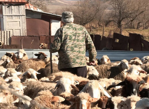 Ո՞ր մեկի դեմ պայքարենք ,գելերի թե՞ թափառող շների. կատակասեր հովիվը