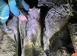 Փրկարարները ձիուն դուրս են բերել արգելափակումից