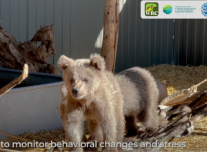 Չալո և Լեքսի անունով երկու վայրի գորշ արջերին վերադարձրել են բնություն