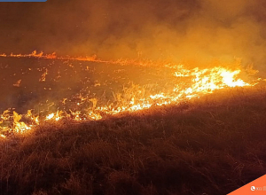 Այրվել է մոտ 20 հա խոտածածկույթ