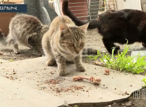 В рабочем порядке обсуждались вопросы, связанные с ответственным отношением к животным