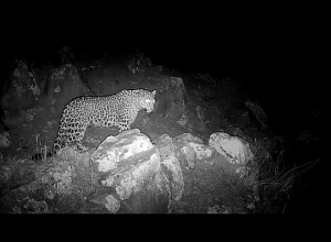 Մայր Ընձառյուծն իր ձագի հետ կրկին տեսախցիկի առջև՝ Զանգեզուրի արգելոցում