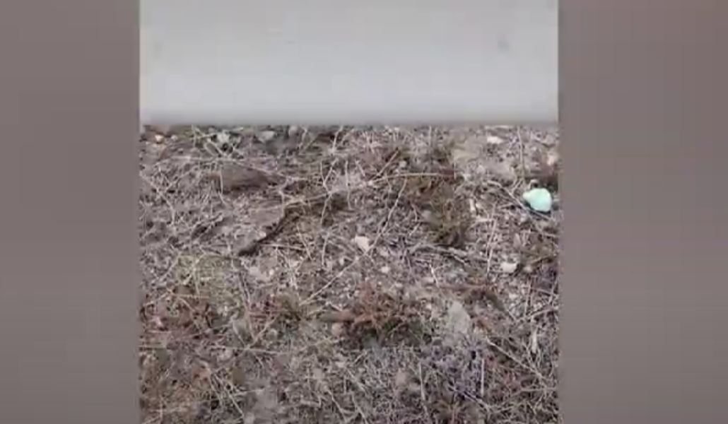 Screenshot 2025-02-13 173444