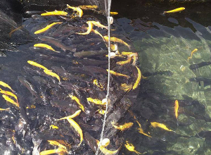 ԲԸՏՄ վերահսկողության արդյունքները 2024․ հայտնաբերվել են 160 իրավախախտումներ ջրային ռեսուրսների ոլորտում