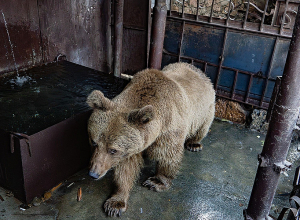 Երևանի Սիլիկյան թաղամասում ավտոմեքենաների վերանորոգման կետում պահվող գորշ արջին փրկել են