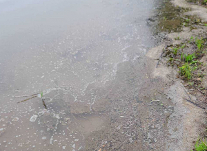 Հախումի և Բերքաբերի ջրամբարներում ձկների անկման պատճառը մակաբույծներն են․ ԲԸՏՄ-ն պարզաբանում է