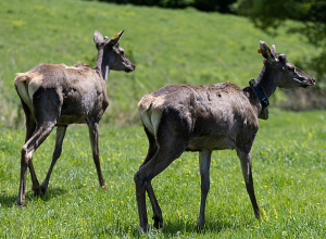 Կովկասյան ազնվացեղ եղջերուները վերադարձան Լոռու բնություն