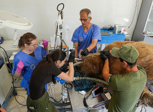 Մալաթիա-Սեբաստիայից փրկված արջերը վիրահատվել են. բրիտանացի կենդանաբույժները կյանք են վերադարձնում Վայրի կենդանիների փրկարար կենտրոնի բնակիչներին