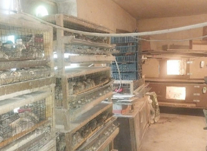 Լորի ձվի արտադրամասի գործունեությունը դադարեցվել է