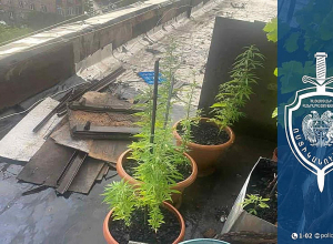 Տանիքում կանեփի բույս աճեցրած տղամարդը ձերբակալվել է