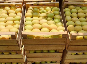 ՀՀ-ից ծիրանով բեռնված 502 բեռնատար արդեն իսկ հատել է ՌԴ մաքսային սահմանը․ Պապոյան