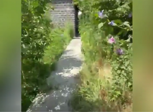 Կանեփի 1000 բույս և 1 կիլոգրամից ավելի մարիխուանա. Արարատի քրեական ոստիկանների բացահայտումը