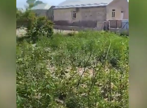 Վերին Գետաշենում հայտնաբերվել է կանեփի 1318 բույս