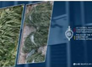 Հողամասում հայտնաբերվեց կանեփի 1265 բույս