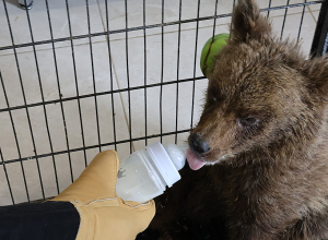 ՀՀ ՊՆ զինծառայողները փրկել են հյուծված քոթոթին