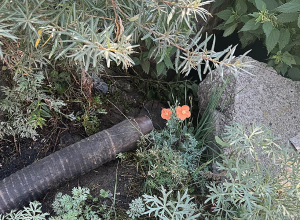 Կոյուղու կեղտաջրեր տեղափոխող ավտոմեքենան կեղտաջրերը թափել է դաշտային տարածքում