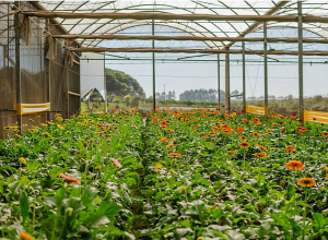 Ստուգվել է ծաղիկ արտադրող 47 կազմակերպություն, 21-ը ստացել է ՌԴ ծաղիկ արտահանելու արտոնագիր