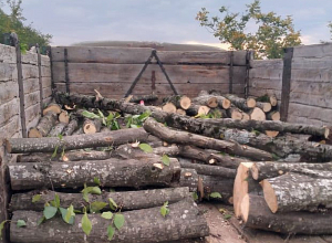 Ոսկեպարում հայտնաբերվել է անօրինական փայտանյութով բեռնված ավտոմեքենա