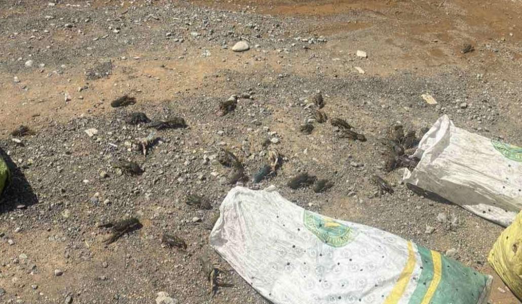 540882634_1239494788207540_773437561603060086_n