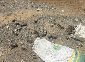 Ապօրինի որսված 40կգ խեցգետինը բաց է թողնվել Հերհերի ջրամբար