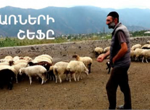 Չոբան Կոտոյի կուլտուրական ոչխարները