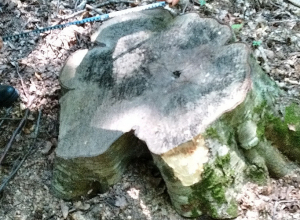 Խախտումներ «Հայանտառ» ՊՈԱԿ-ի Նոյեմբերյանի անտառտնտեսությունում