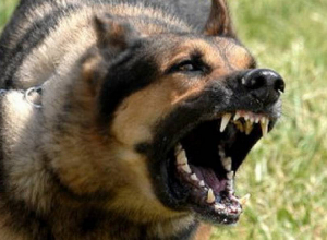 Շունը կծել է 1,5-ամյա երեխային