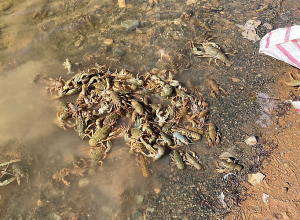 Առգրավվել է ապօրինի որսված 20կգ կենդանի խեցգետին, ռետինե նավակ ու ցանցեր. ԲԸՏՄ