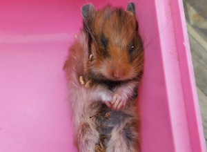 Ծովախոզուկը կծել էր երեխային