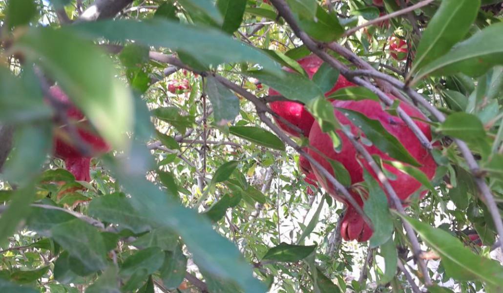 եղանակ աշուն