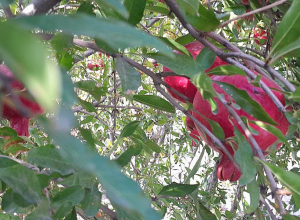 Օդի ջերմաստիճանն աստիճանաբար կբարձրանա 8-10 աստիճանով