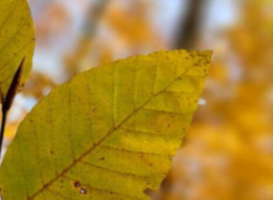 Ցրտահարություններ չեն սպասվում