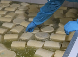 Կաթնամթերք արտադրող երեք կազմակերպություններից երկուսում արձանագրվել են խախտումներ