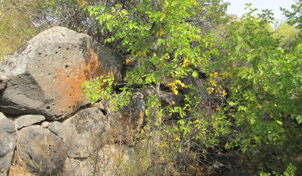 Հնձան Բազմաղբյուր_վկ