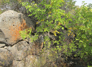 Քննարկվել է մի շարք պատմամշակութային կառույցների նորահայտ հուշարձանի կարգավիճակ տալու հարցը