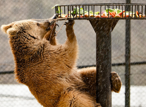 Ծաղկաձորի վանդակից՝ ազատավանդակ. Նանար արջի ճակատագիրը