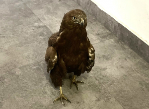 ՀՀ Կարմիր գրքում գրանցված արծիվը տեղափոխվել է Երևանի կենդանաբանական այգի