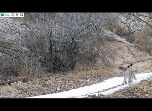 Լուսանները զբոսանքի են դուրս եկել «Խոսրովի անտառ» պետական արգելոցում