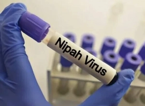Ինչ է Նիպահ վիրուսը
